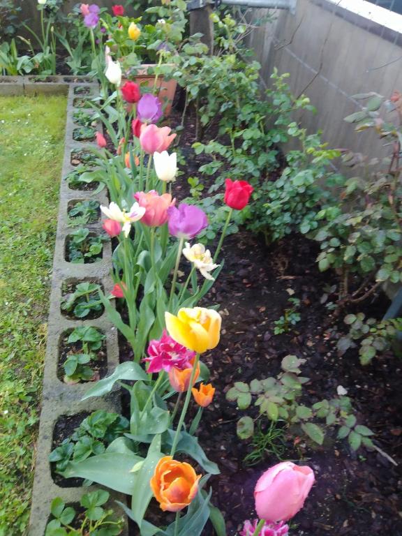Le Rose Sul Lago