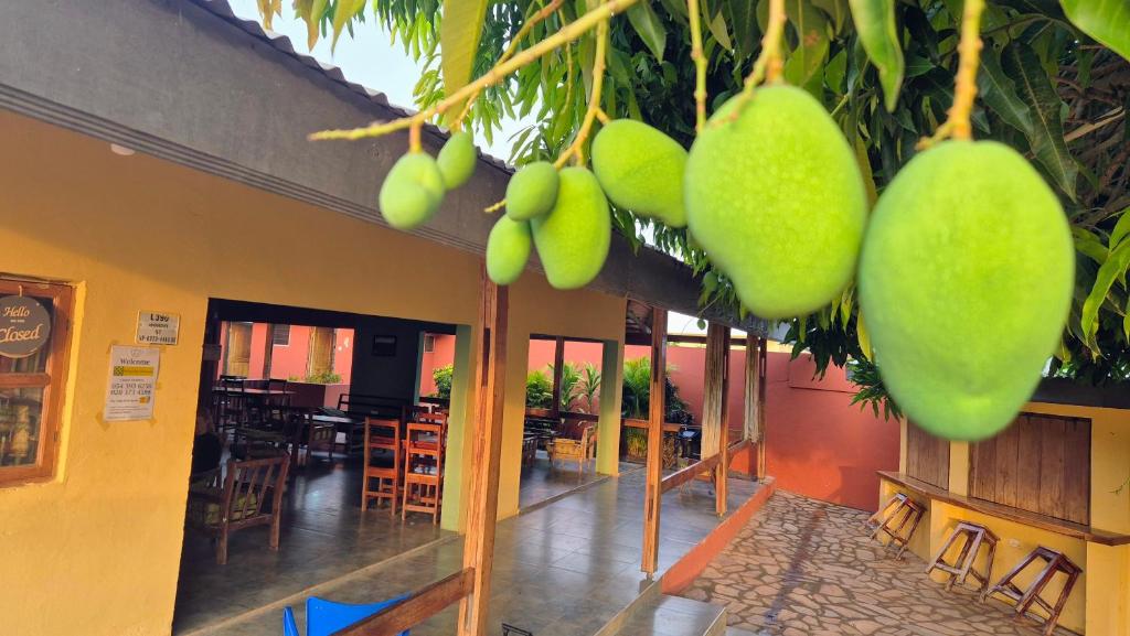 a restaurant with a bunch of green fruit hanging from a tree at Emo Guesthouse in Kpandu