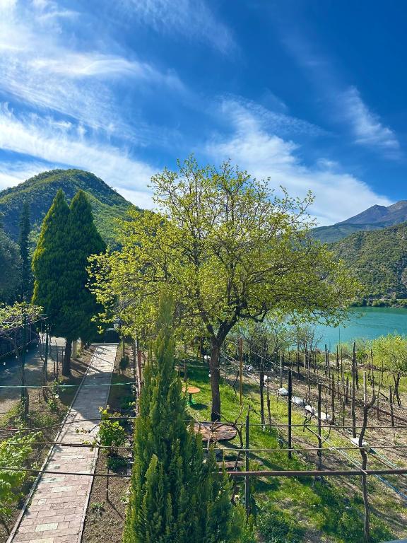 a tree next to a path next to a lake at Lakeview Escape Koman in Koman