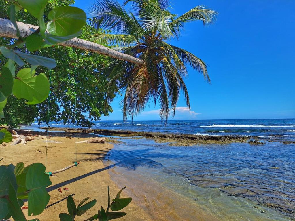 a beach with a palm tree and the ocean at Ocean Breeze Beach Front Apartment with AC in Puerto Viejo