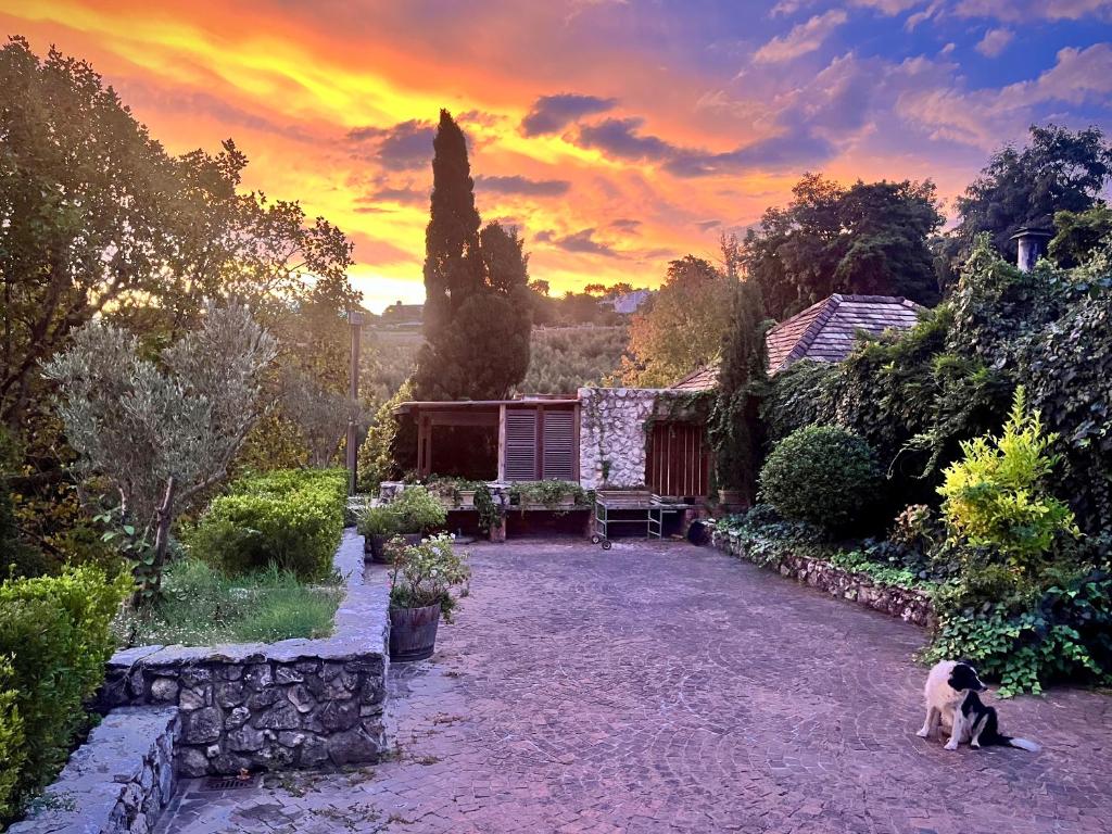 a dog standing in a yard with a house at Penny Royal Guest Cottages in Somerset West
