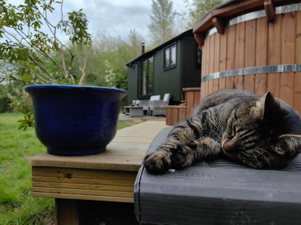a cat laying on a table next to a pot at Bell Nook- Shepherd's hut with a spacious wood-fired hot tub in Tonbridge