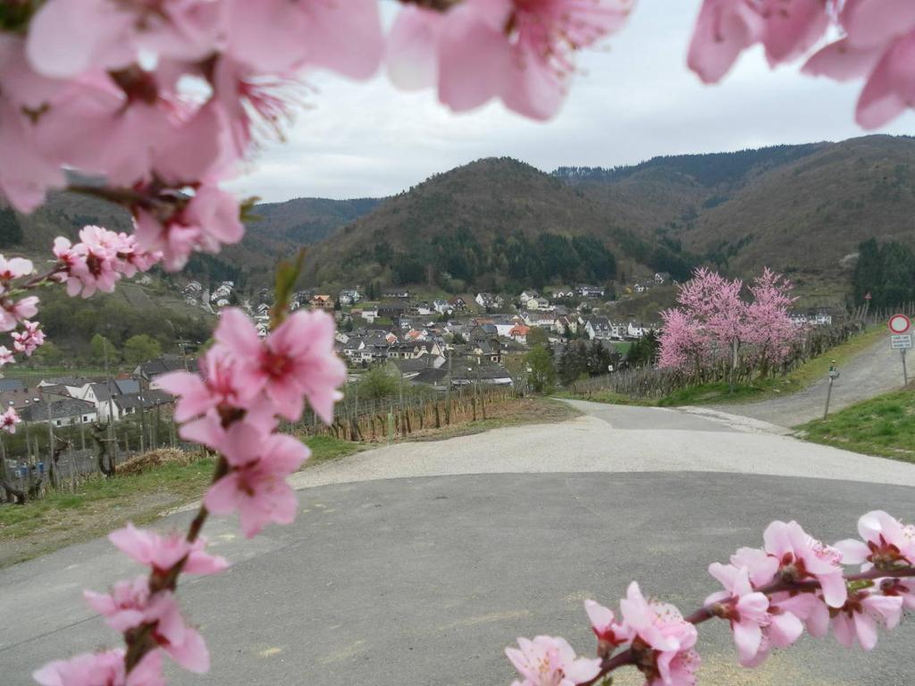 a view of a road with pink flowers in the foreground at Burgblick Rech - Ahrtal in Rech