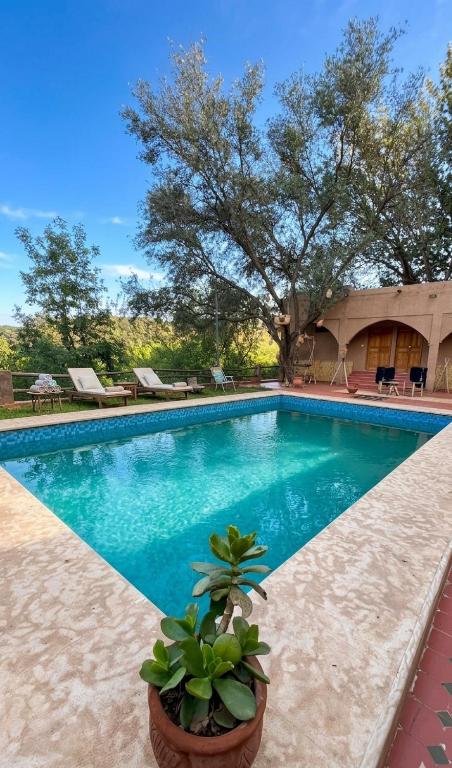 a large swimming pool with a potted plant next to it at Ouberge 'loassis house in Douar Azrou Melloul