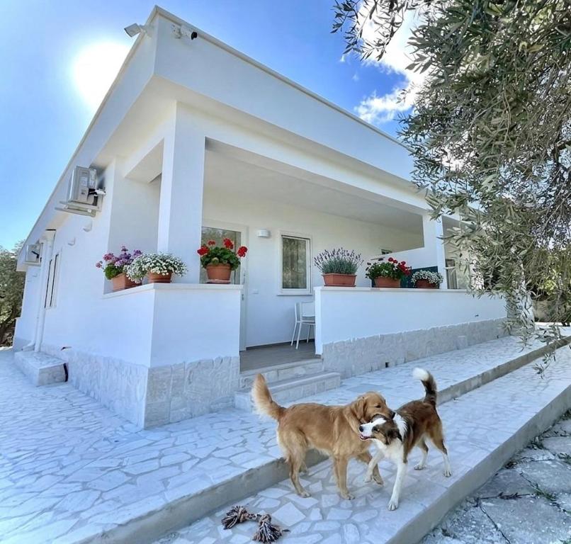 two dogs standing in front of a house at Residenza Villa Terry in Vieste