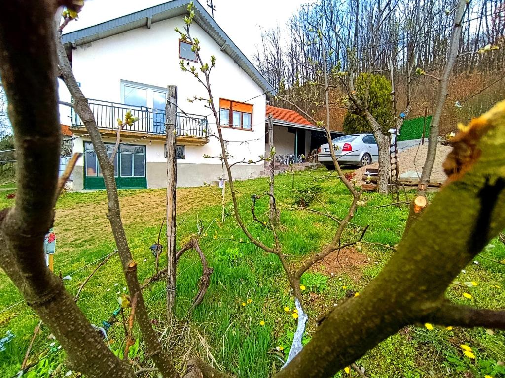 a house with a tree in front of a yard at Kuca Denic in Svrljig