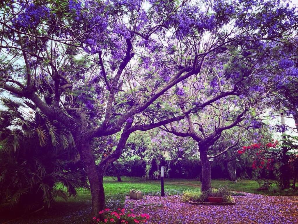 a group of trees with purple flowers in a park at La Quercia in Altavilla Silentina