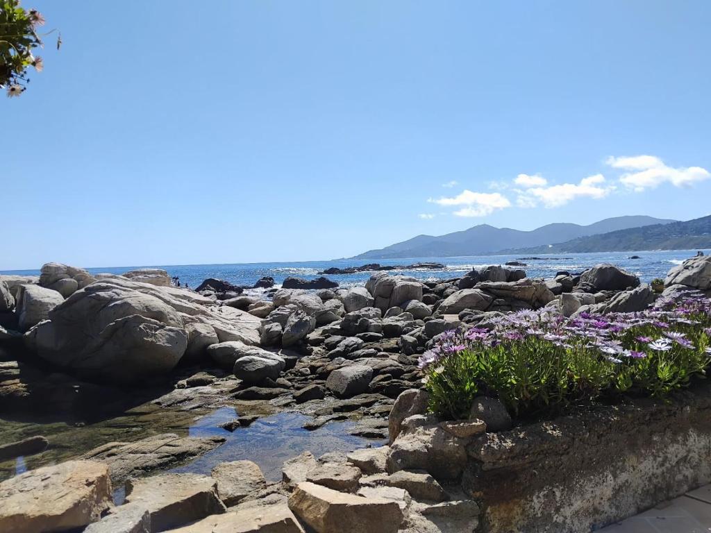 a rocky beach with purple flowers and the water at Departamentos Océano in Maitencillo