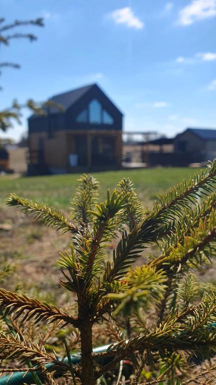 a pine tree in front of a house at Stodoły nad Kalwą in Pasym
