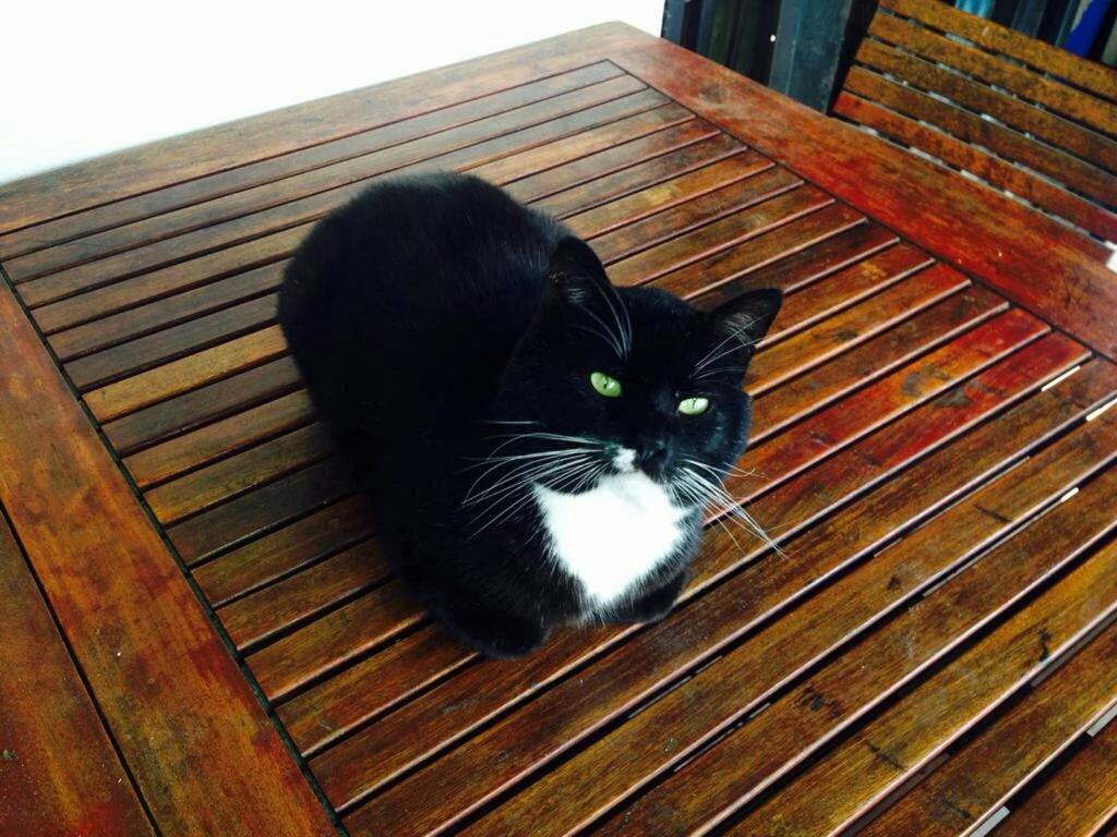 a black and white cat sitting on a wooden bench at Adventure Cape Town 1 in Cape Town