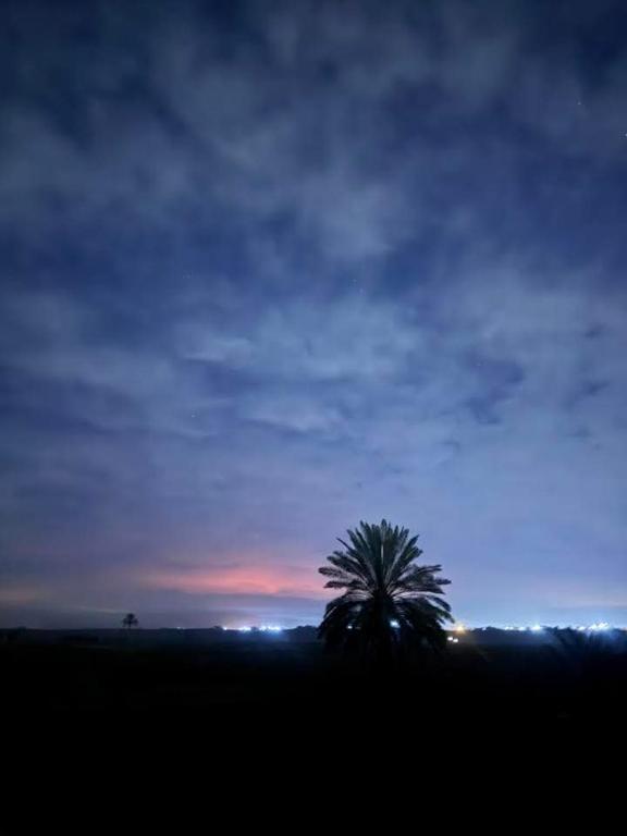 a palm tree in a field with a cloudy sky at عقار محمد سعيد عجوة in Abū Kabīr