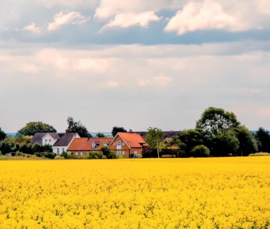 a rapeseed field with houses in the background and a field of yellow flowers at Tunnby Gårdshotell in Nyhamnsläge