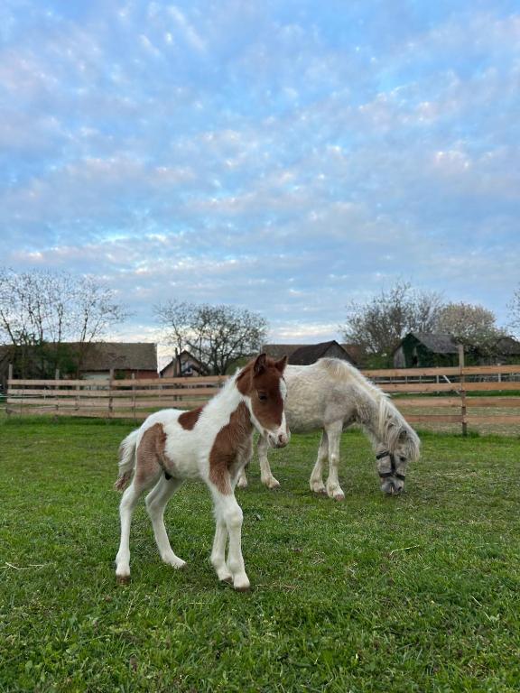 two horses and a horse grazing in a field at Seoski turizam Jagodić in Gorjani