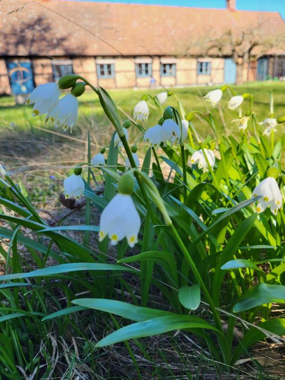 a group of white flowers in the grass at Torseke Hostel in Kristianstad