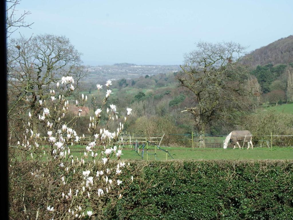 a horse and a cow grazing in a field at Beautiful views spacious 4 bed detached in Alvanley