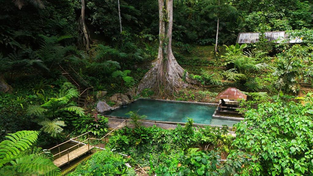 a small pool in the middle of a forest at Udaka Retreat in Payangan
