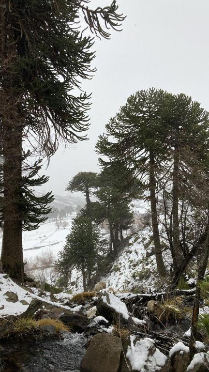Cordillera Cabin with Alma Suiza