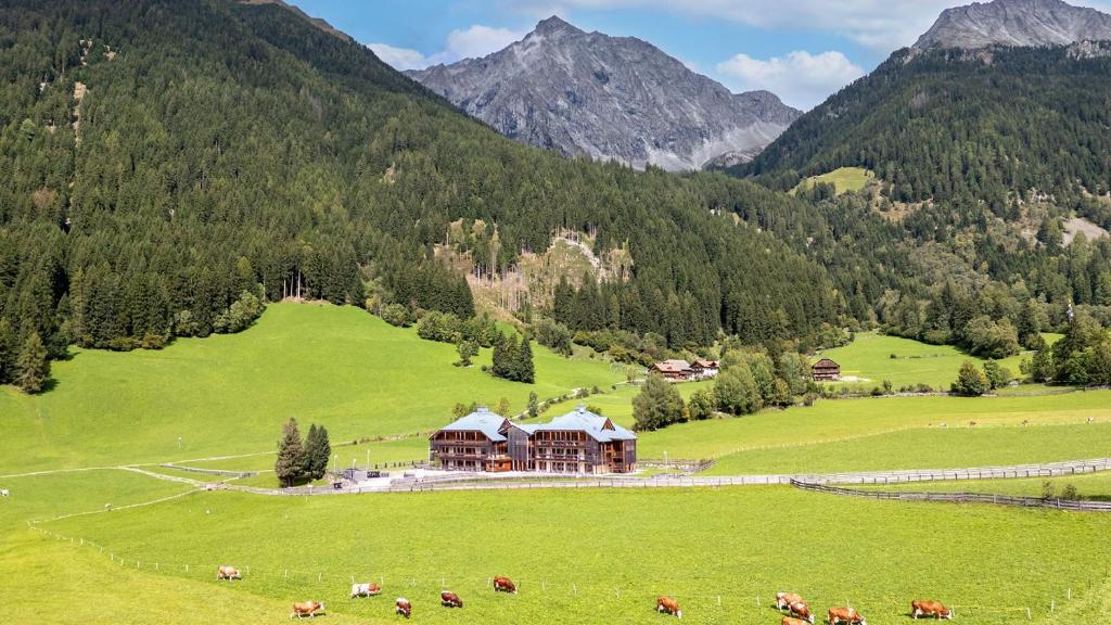 a herd of cattle grazing in a green field with a house at Mountain Exzelent Residence - Luxury Alpine Apartments in Anterselva di Mezzo