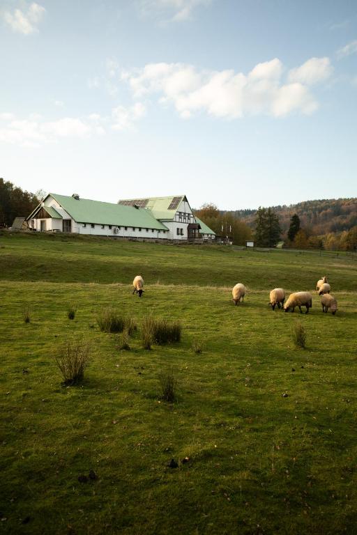 a herd of sheep grazing in a field with a barn at Resort Hvozd in Krompach