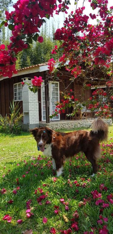a brown and white dog standing in a field of flowers at Chale Hortensia in Juquitiba