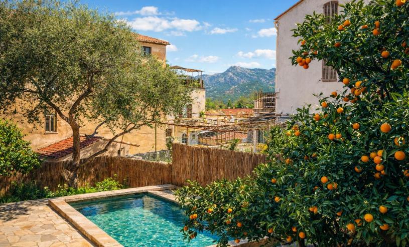 an outdoor swimming pool with an orange tree and buildings at L'Hostal de Piaghja in Calenzana