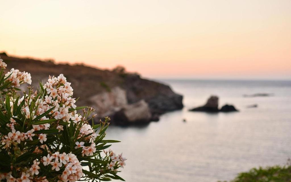 a bush with pink flowers in front of the ocean at Elefthia Syros - Luxury Houses & Suites in Megas Gialos - Nites
