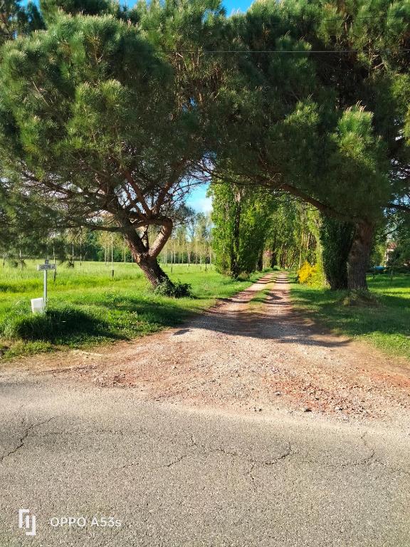 a tree arching over a dirt road at Bordeneuve in Le Passage