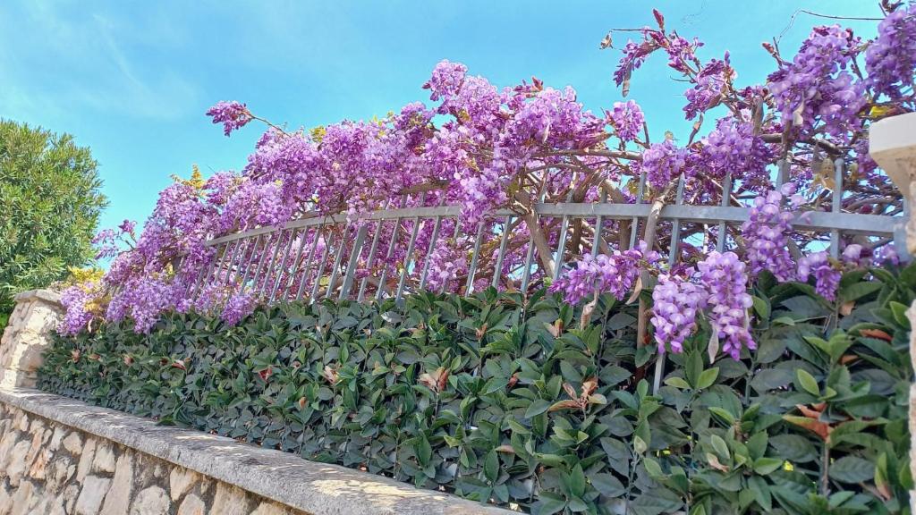 a garden with purple flowers on a wooden fence at Casa Glicine in Sperlonga