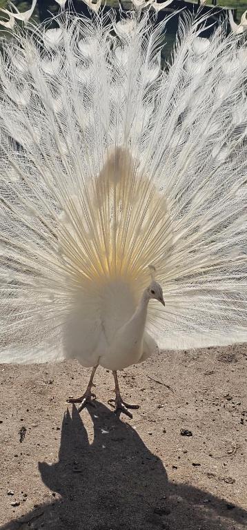 a white bird with its wings out walking on the ground at Ferienwohnungen Das Finkhaus in Simonsberg