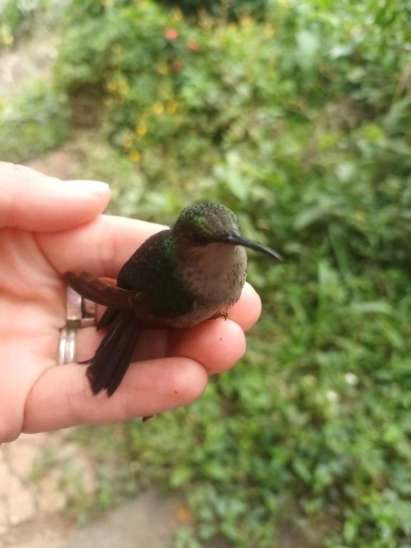 a person holding a small bird in their hand at Villa Jucumarini in Coroico