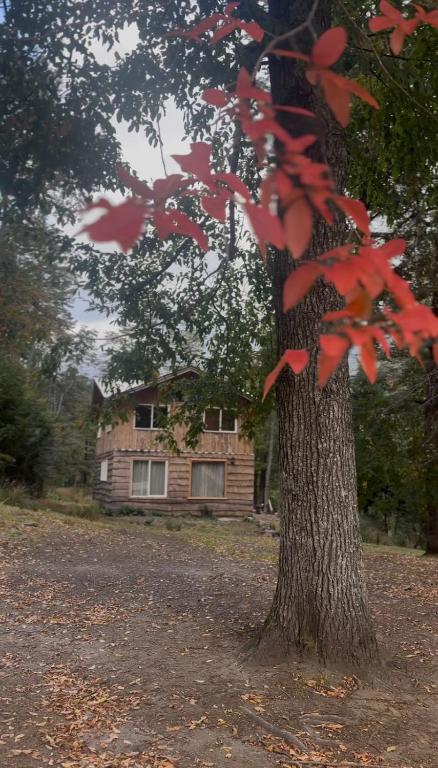 a tree with red leaves in front of a house at Cabañas La Piedra del Queso in Melipeuco