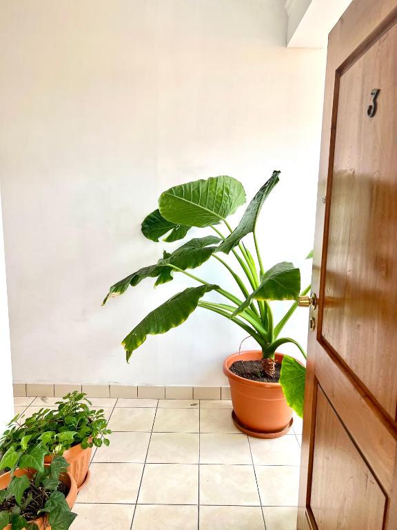 a plant sitting on a tiled floor next to a door at Hostal Urbano in Tarija