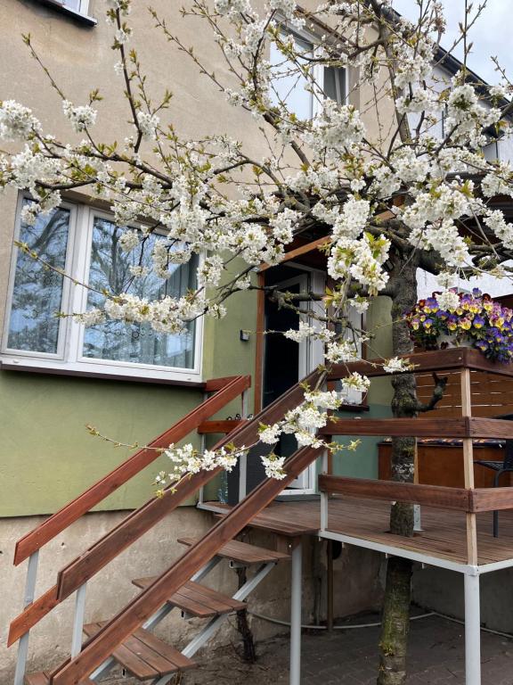 a flowering tree in front of a house with a staircase at Studio pod Orzechem in Zbąszyń