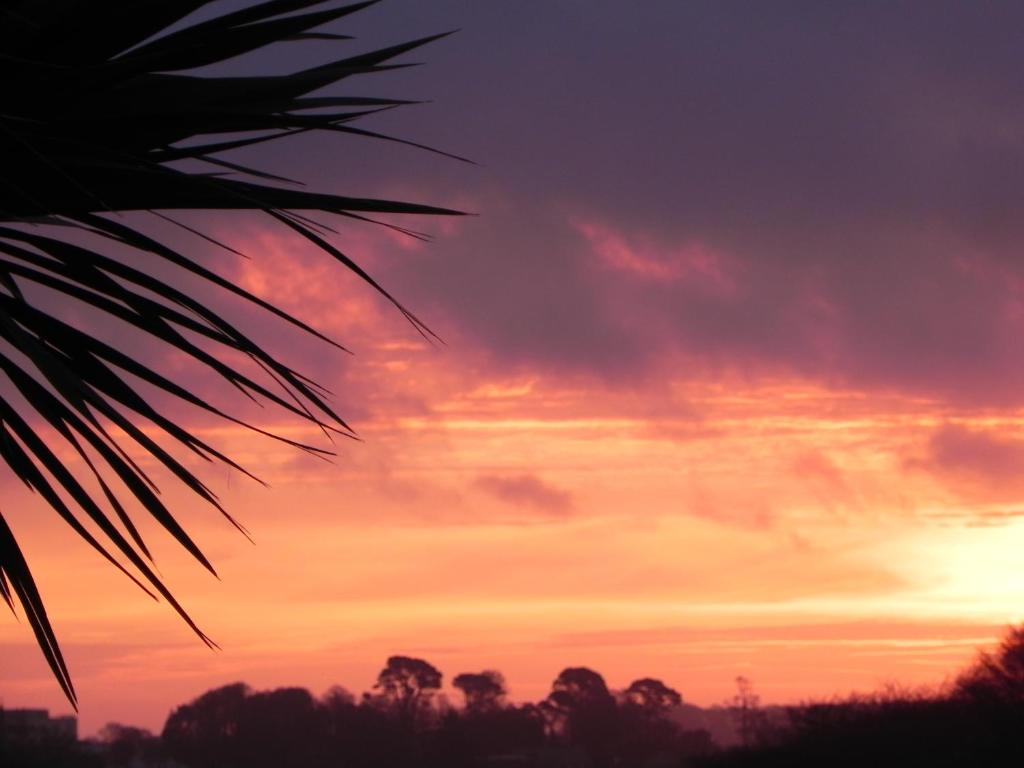 a sunset with a palm tree in the foreground at Gunnado in St Austell