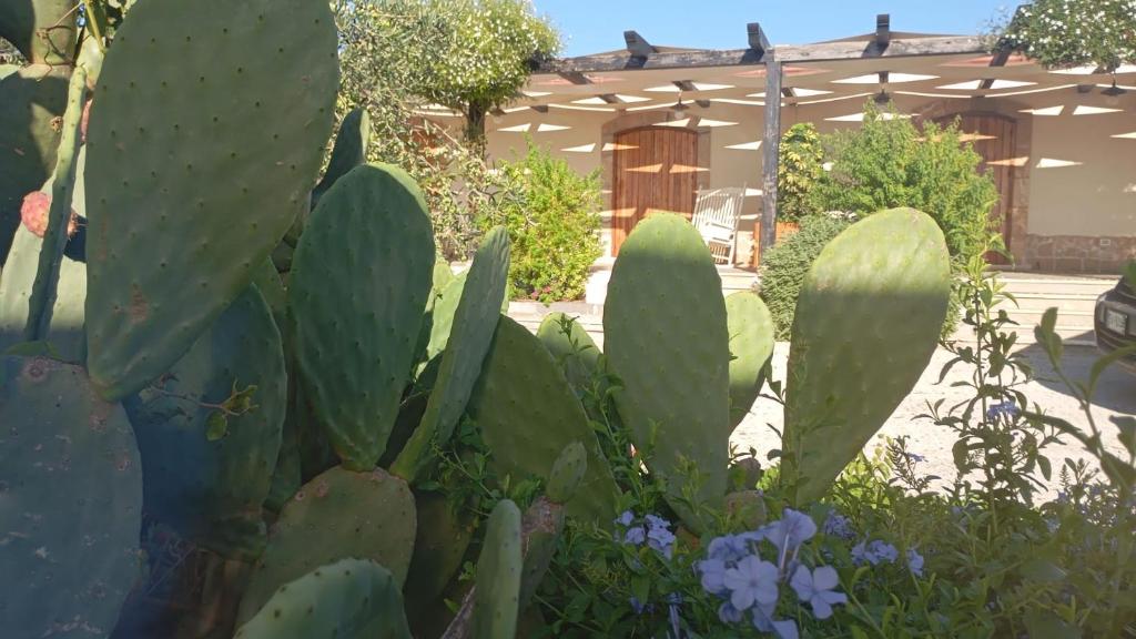 a group of cactus plants in a yard with a building at La Corte dell’Isola in Pachino