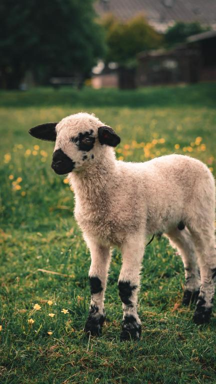a lamb standing in a field of grass at Ekofarma Selwit in Sosnówka