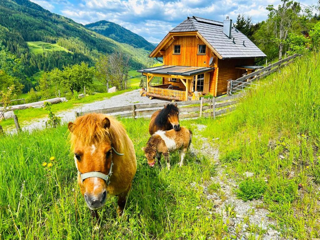 two ponies standing in the grass in front of a cabin at Lärchenhaus ,,Unterer Brodl" in Kammersberg