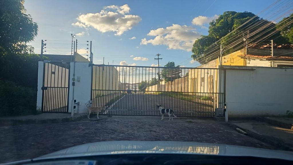 two cats standing in front of a gate at Apartamento Simples em Teresina com 02 Quartos in Teresina