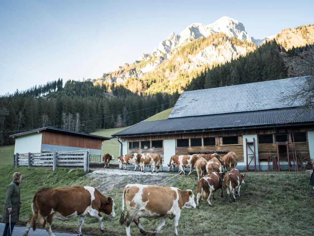 a herd of cows standing in front of a barn at Huberbauer in Johnsbach