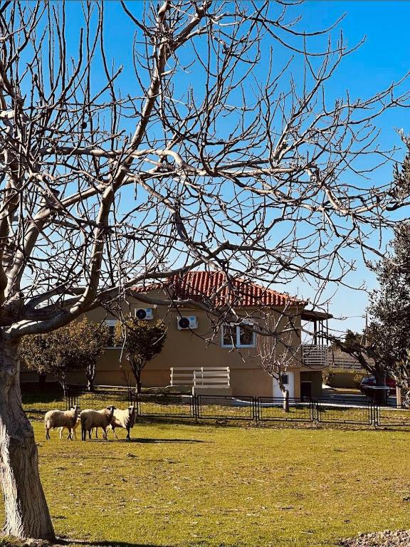 a group of sheep standing in a field in front of a house at Hercules casa in Kymi