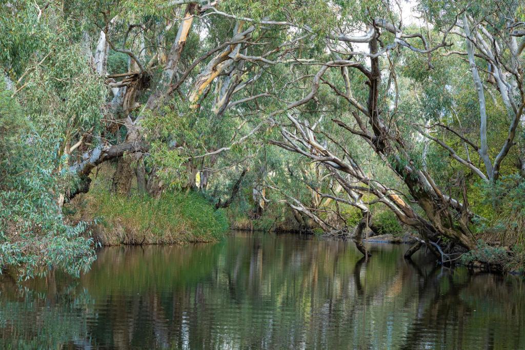 a river with trees on the side of it at Zamenhof River Cabin - Peaceful Farm Escape - Pets Welcome in Yass