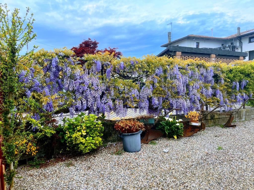 a hedge of purple flowers in a garden at Corte Galassi in Torsa