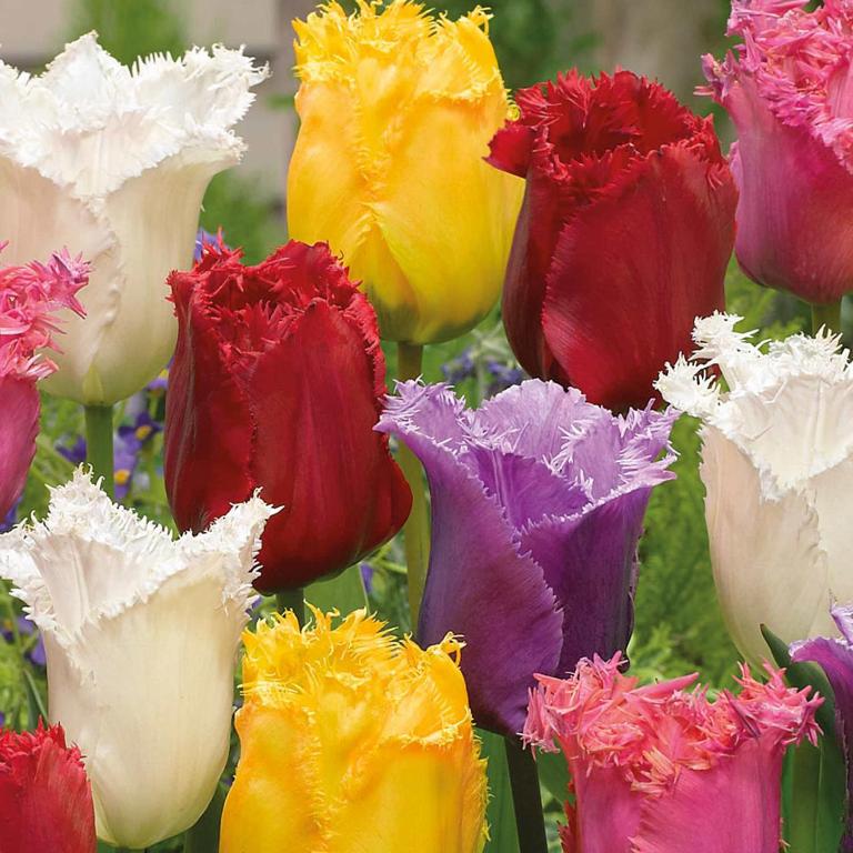 a bunch of colorful flowers in a field at Serenity Inn in Niagara Falls