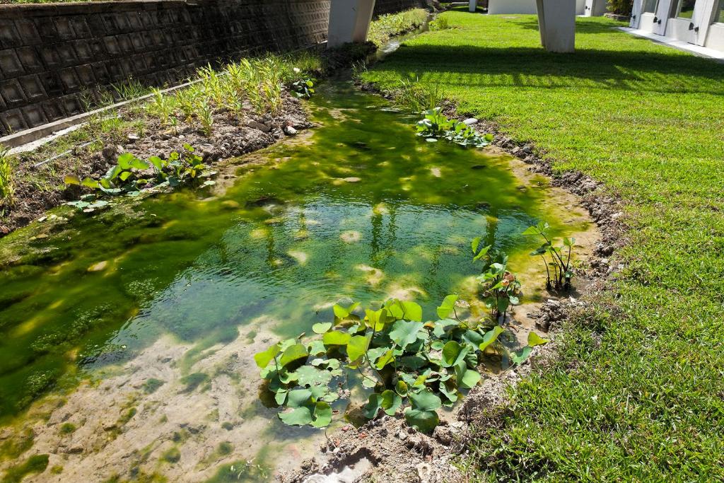 a pond with green water and plants in a yard at Gloria Manor in Kenting
