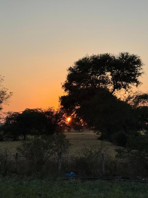 a tree in a field with the sunset in the background at Nahta's Farm in Indore