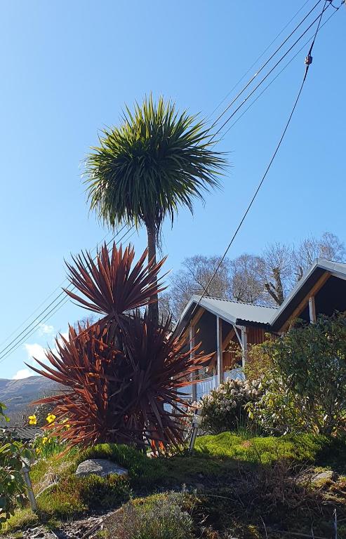 a palm tree in front of a house at Carrick Chalets in Cairndow