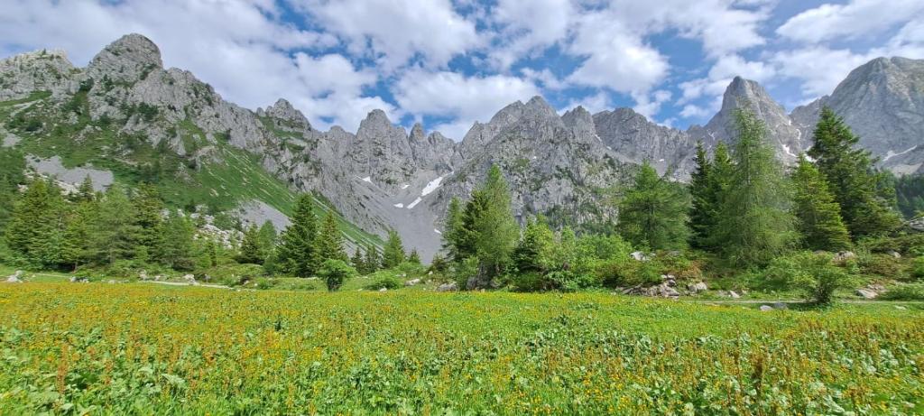 a field of flowers in front of a mountain at BLACK DOLOMYTE Apartment in Schilpario