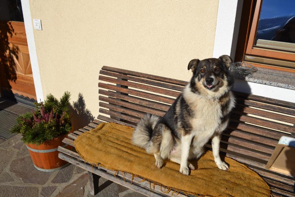 Ein Hund sitzt auf einer Holzbank in der Unterkunft Bohrerhof in Ahrnbach