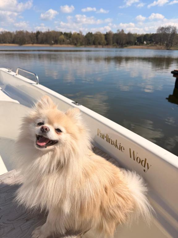 a small dog is sitting in a boat at Agroturystyka Parlińskie Wody II in Parlino