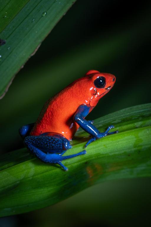 a red and blue frog sitting on a green leaf at Cecropia Ecolodge in Fortuna